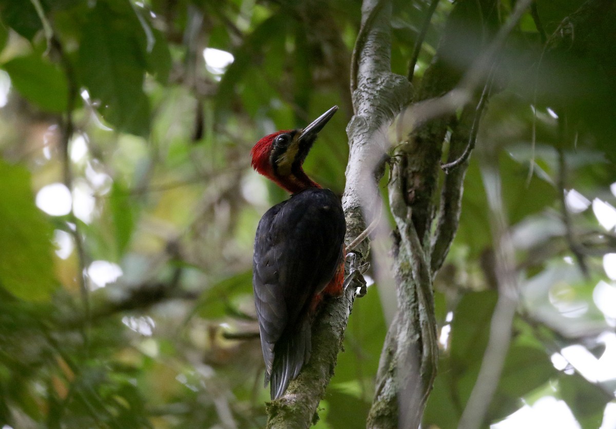 Crimson-bellied Woodpecker (Splendid) - ML202881811