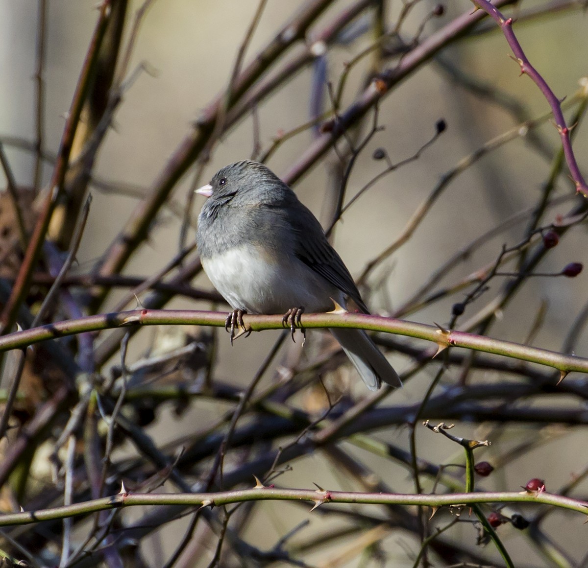 vinterjunko (hyemalis/carolinensis) - ML202882051