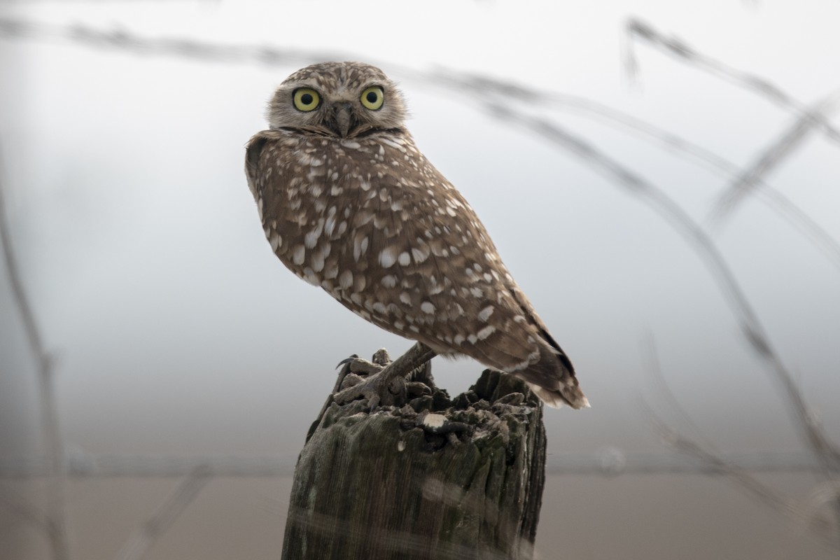 Burrowing Owl - Melani King