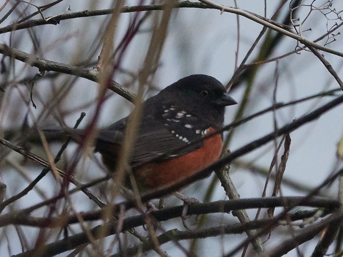 Spotted Towhee - ML202882551