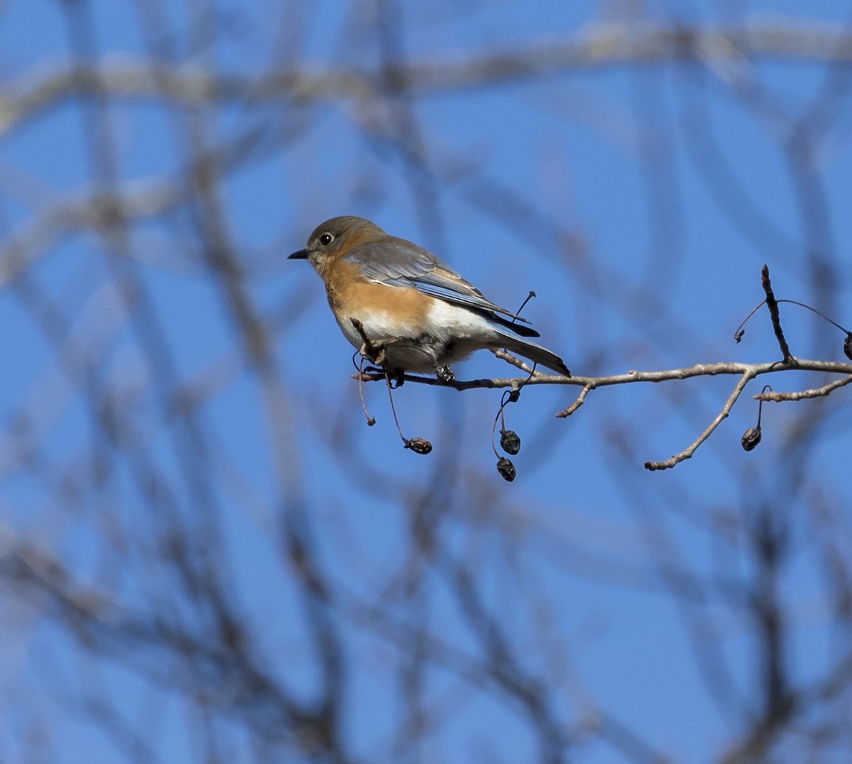 Eastern Bluebird - Jason Lott