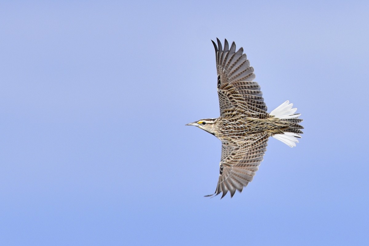 Chihuahuan Meadowlark - Daniel Irons