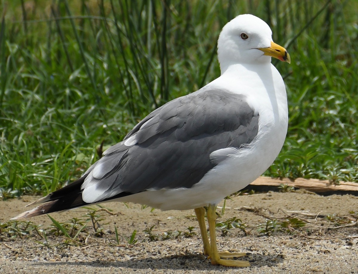 Lesser Black-backed Gull - Theresa Bucher