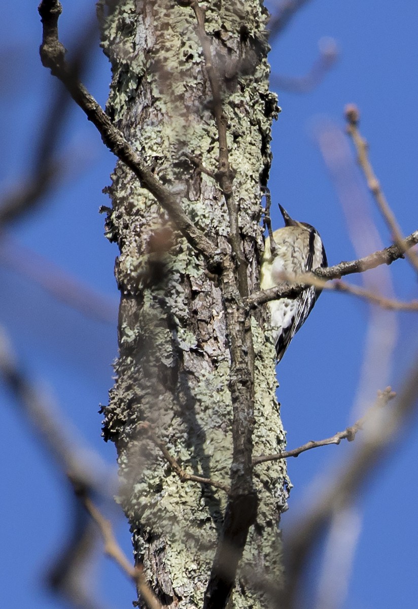 Yellow-bellied Sapsucker - ML202884811