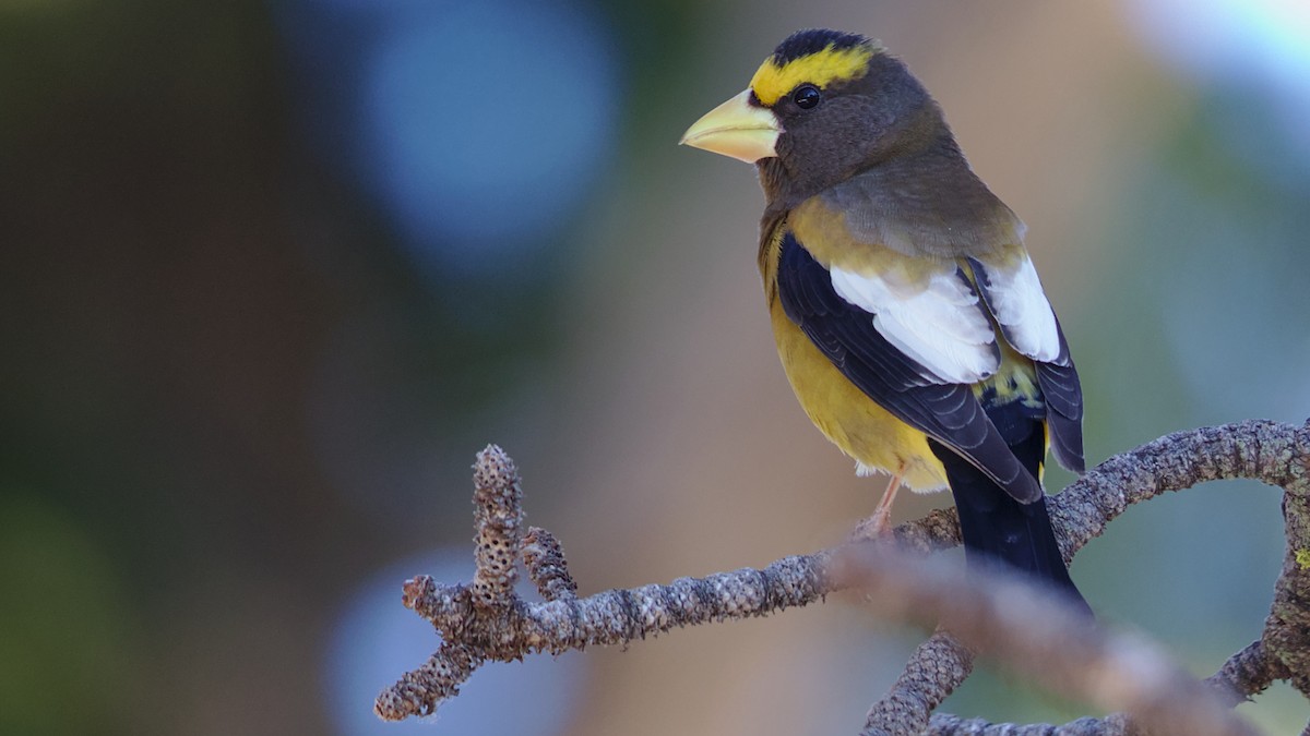 Evening Grosbeak (Northwestern or type 1) - Mark Scheel