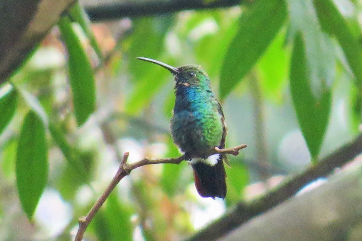 Green-breasted Mango - ML20288651