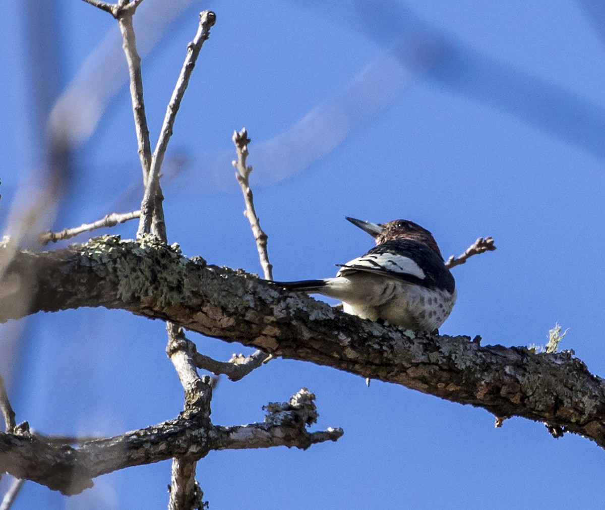 Red-headed Woodpecker - Jason Lott