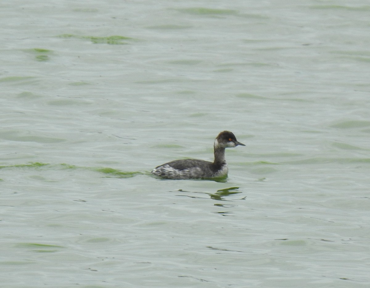 Eared Grebe - Colby & Lauren