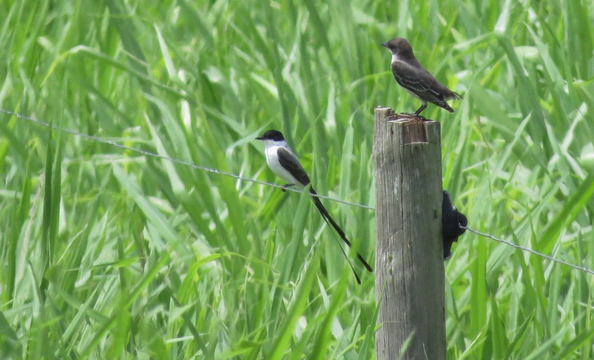 Fork-tailed Flycatcher - ML20288851