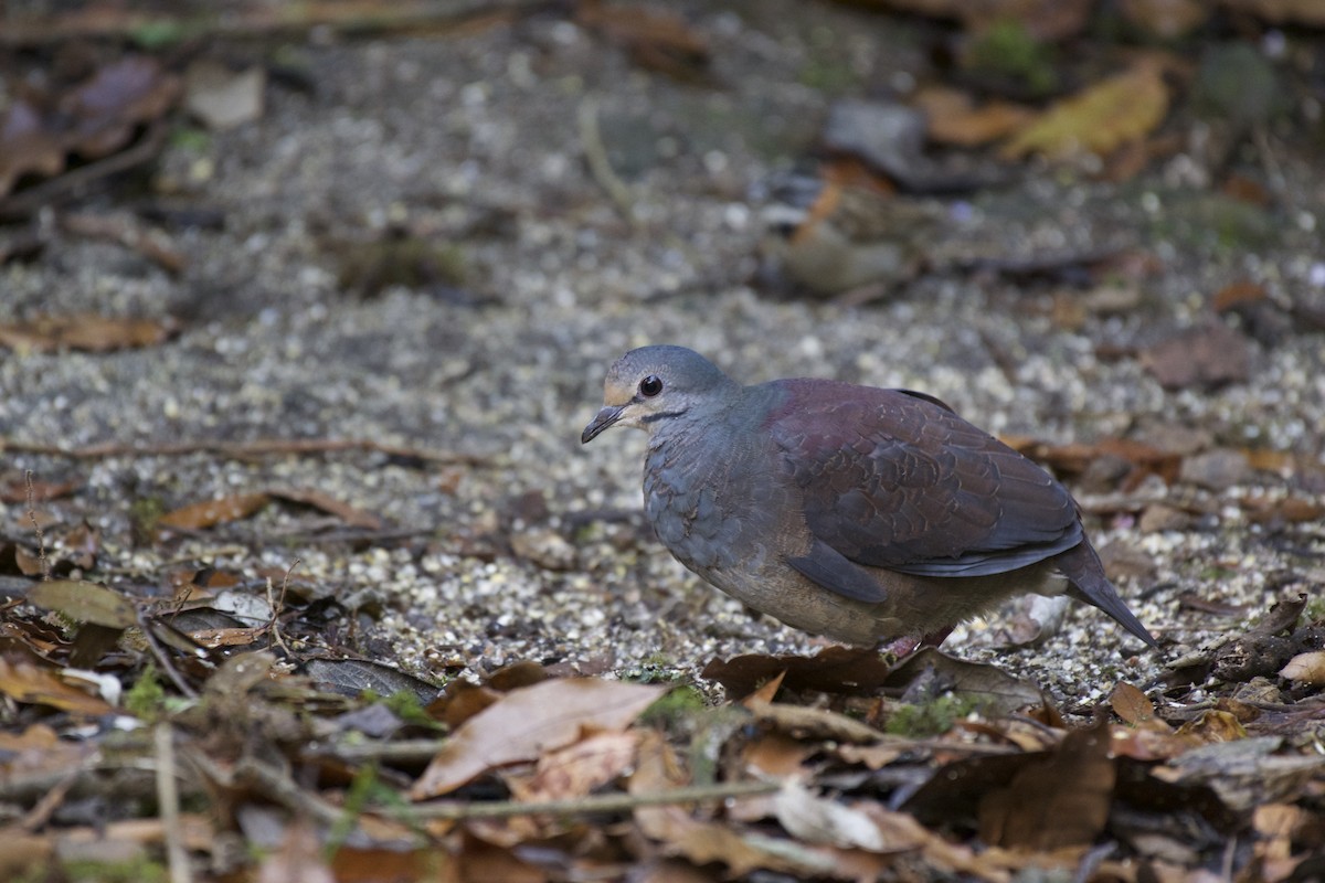 Buff-fronted Quail-Dove - Josiah Verbrugge