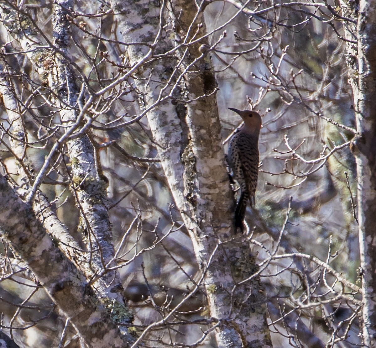 Northern Flicker - ML202889481