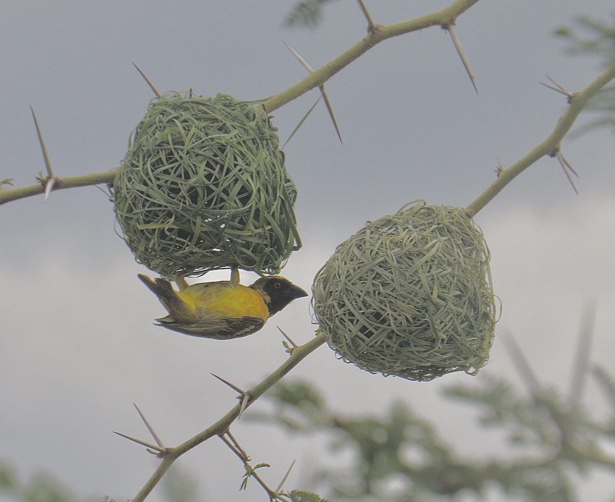 Southern Masked-Weaver - ML202890051