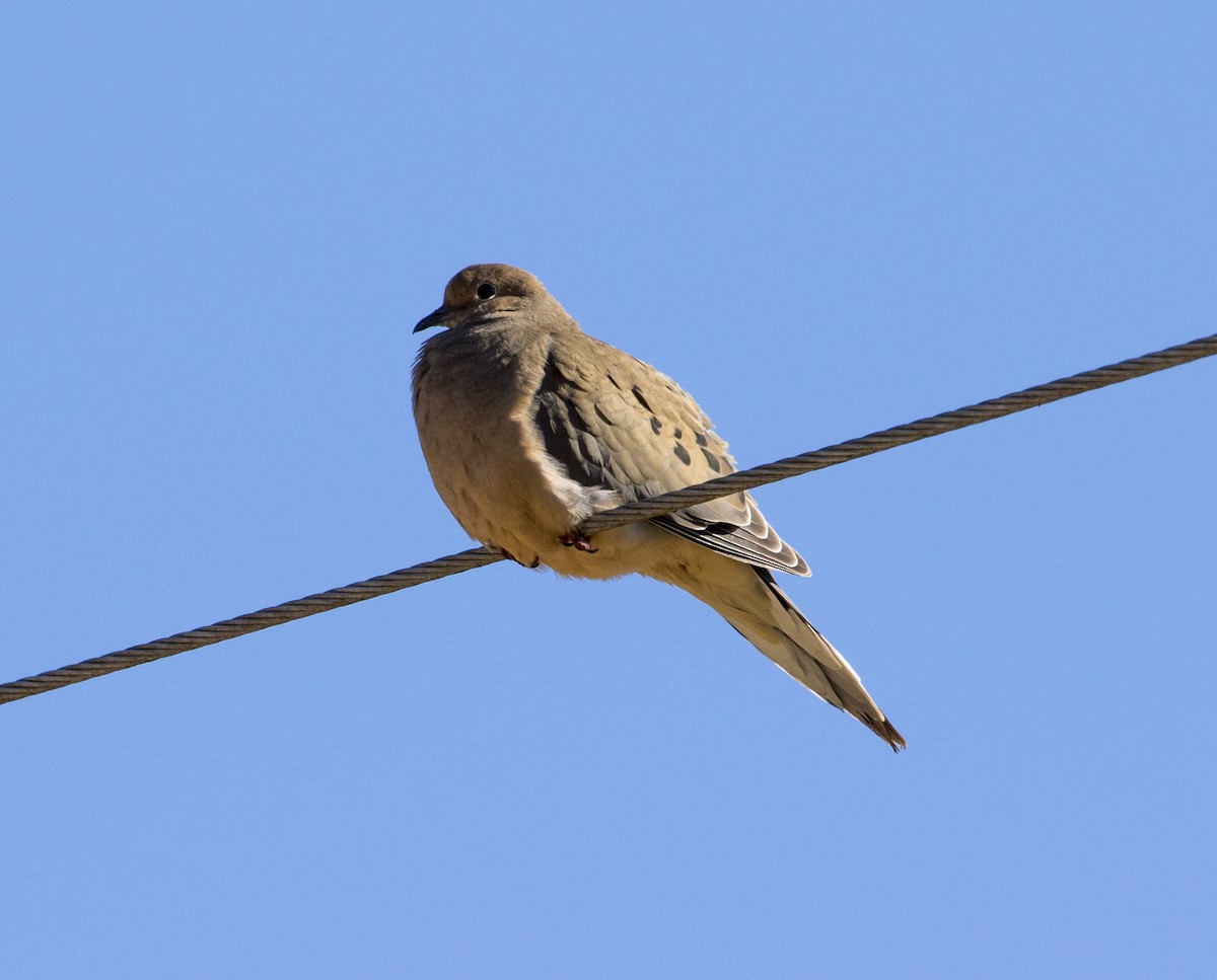 Mourning Dove - Jason Lott