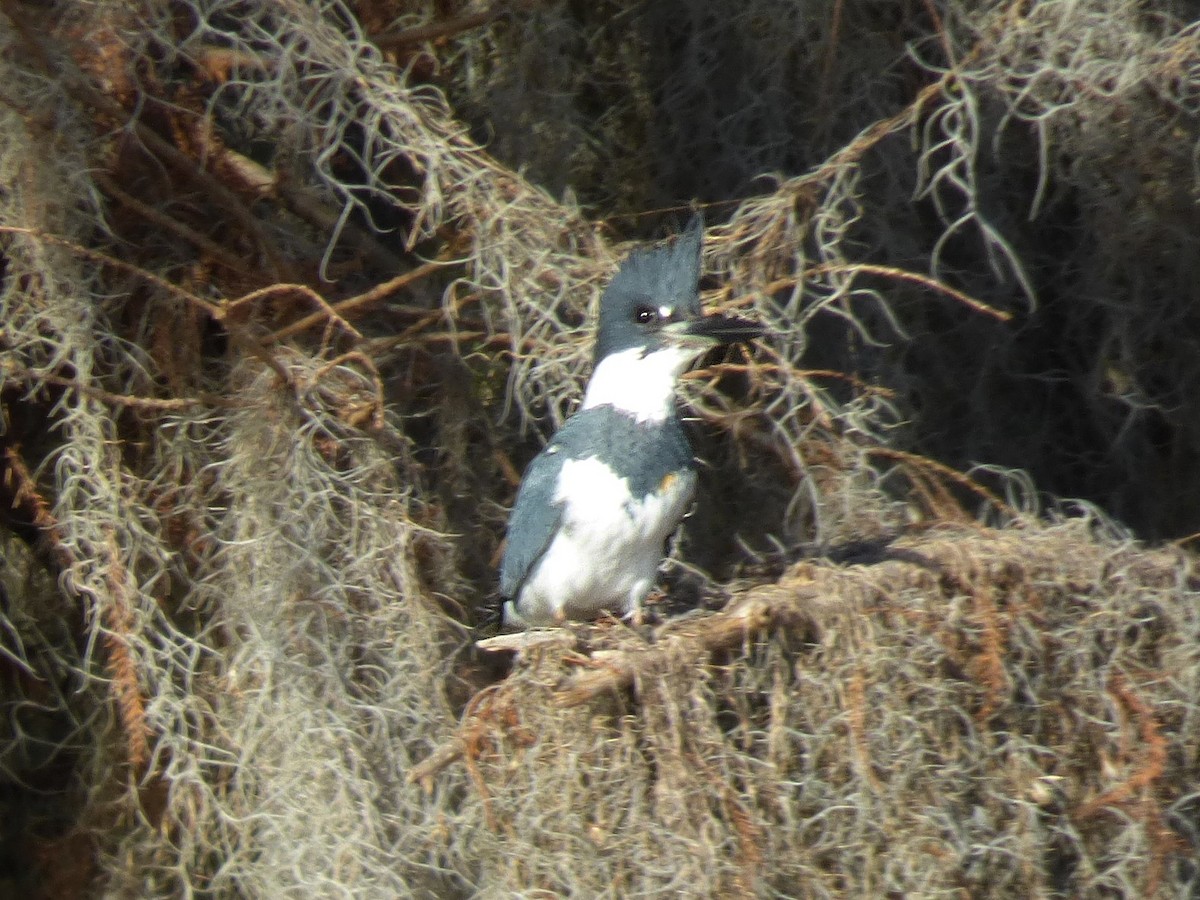 Belted Kingfisher - ML202890461