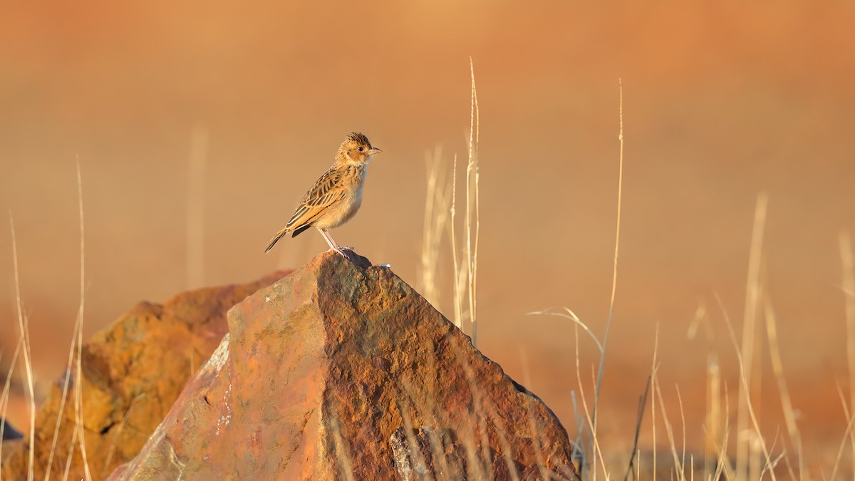 Singing Bushlark (Australasian) - ML202890681