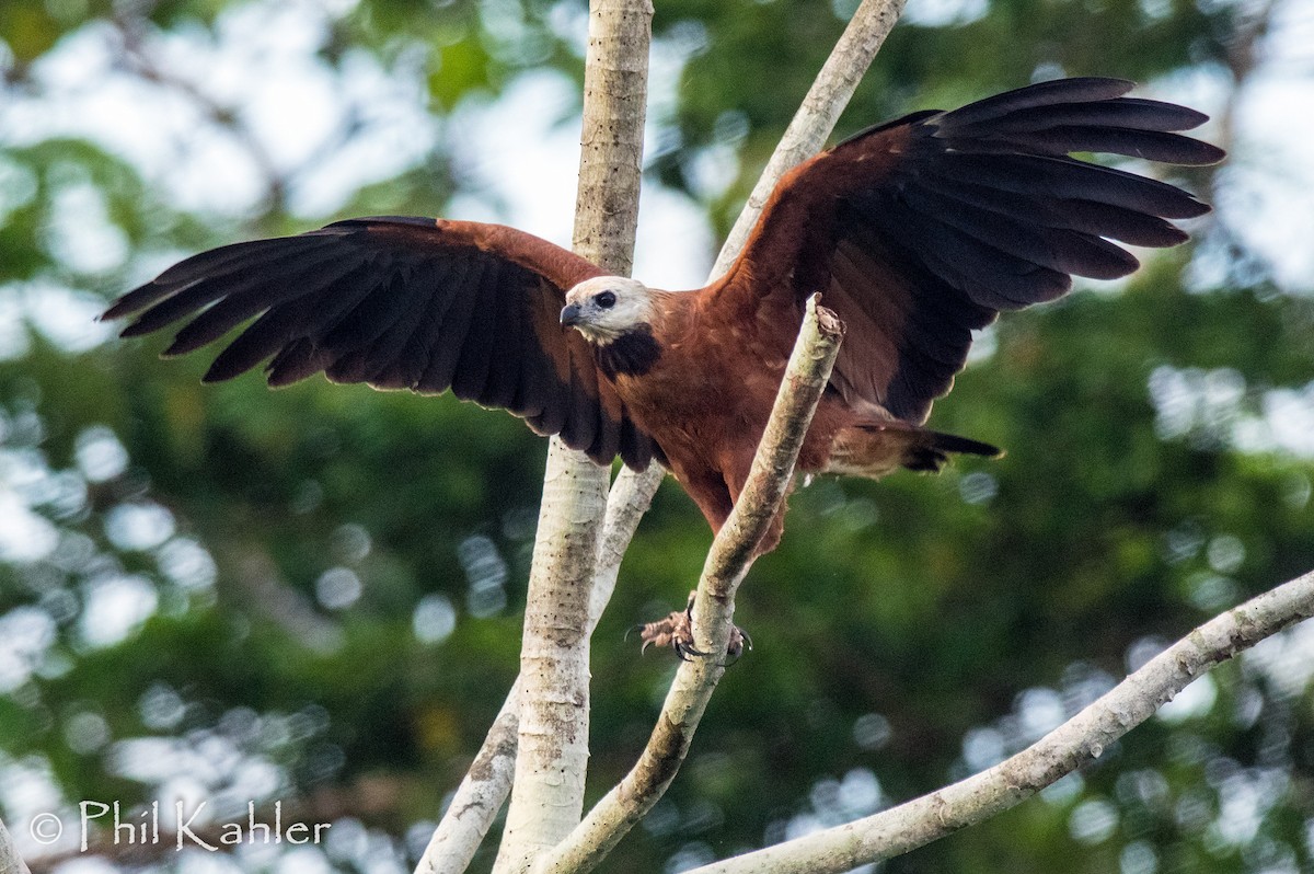 Black-collared Hawk - Phil Kahler