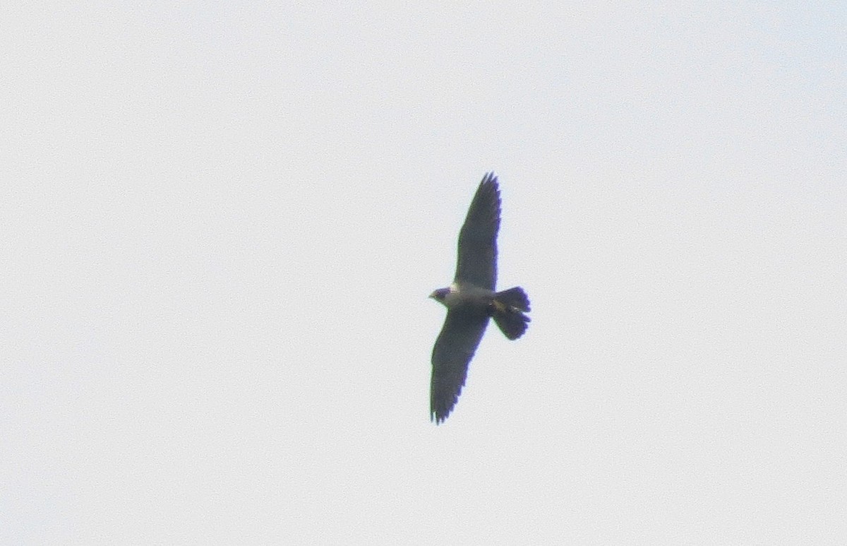 Peregrine Falcon - ML20289101