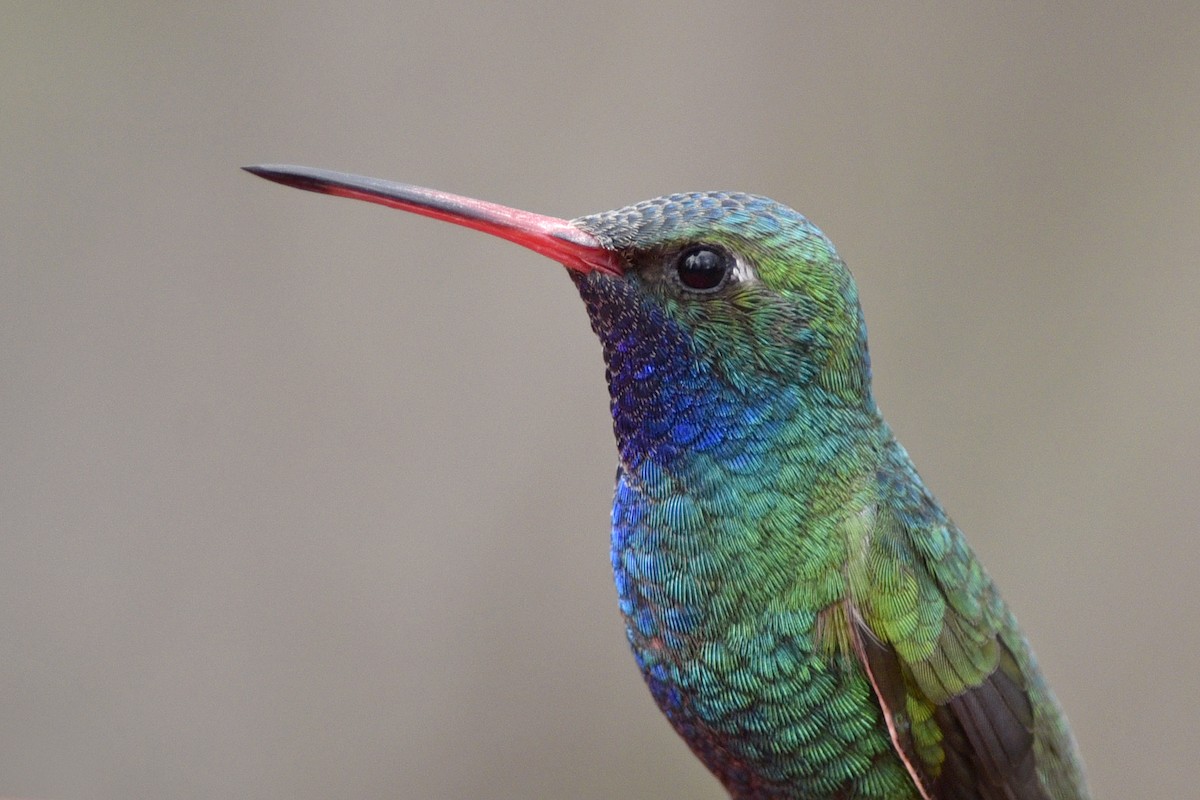 Broad-billed Hummingbird - ML202891111