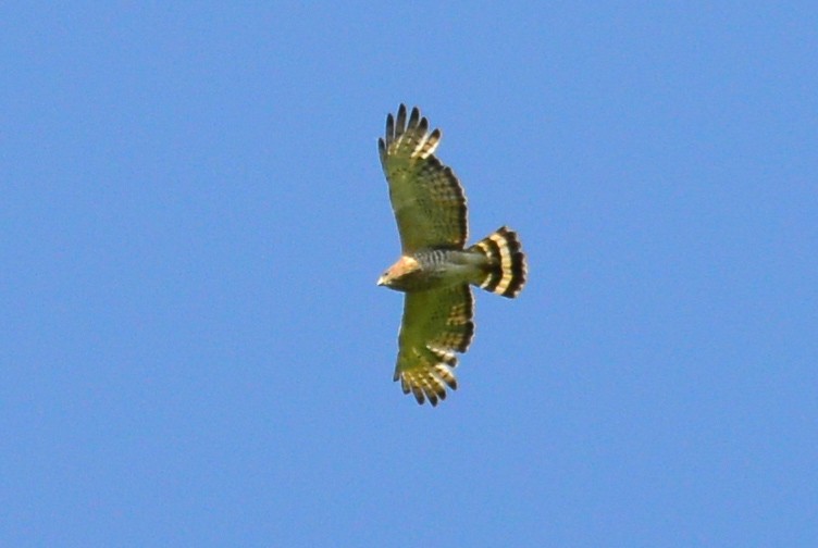 Broad-winged Hawk - George Chiu