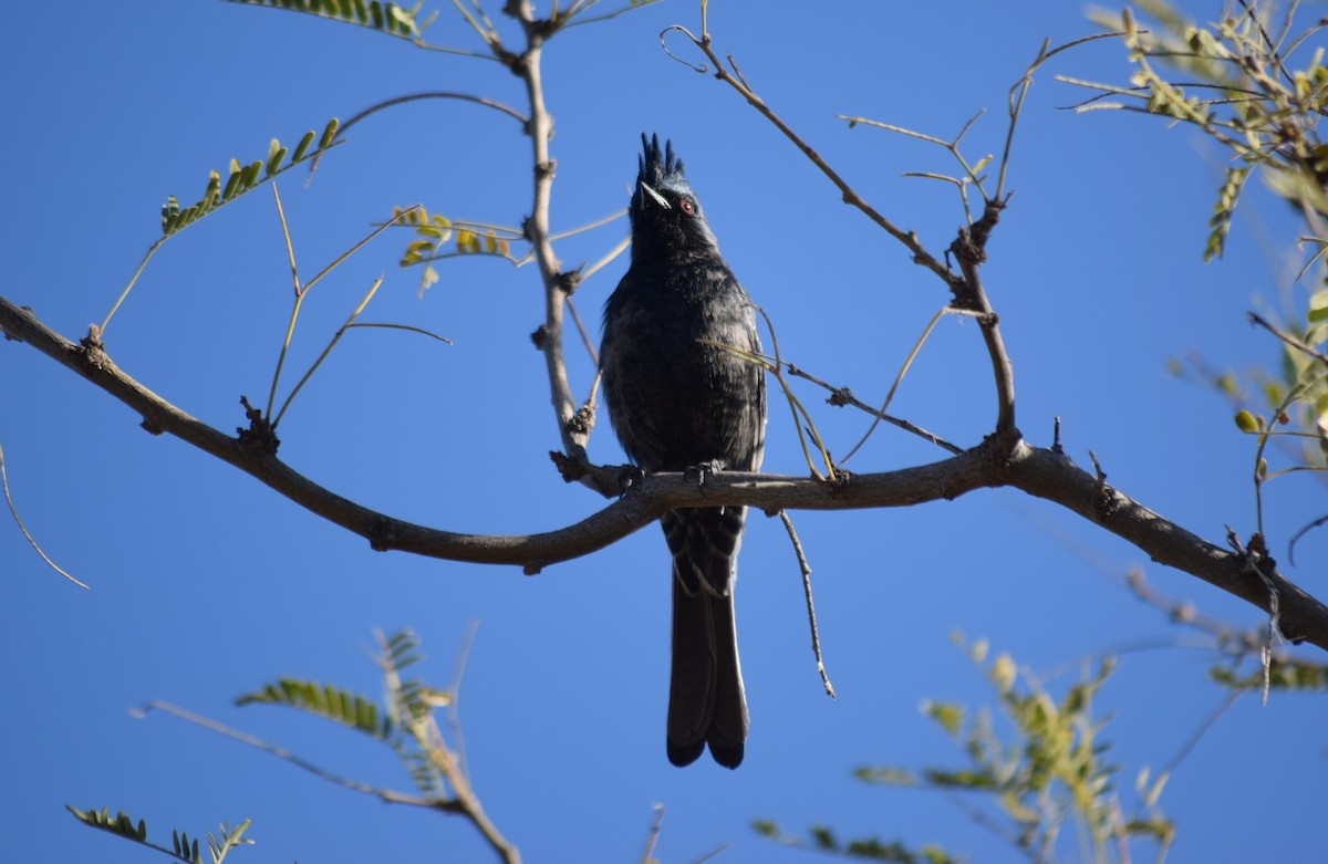 Phainopepla - Don Carlson