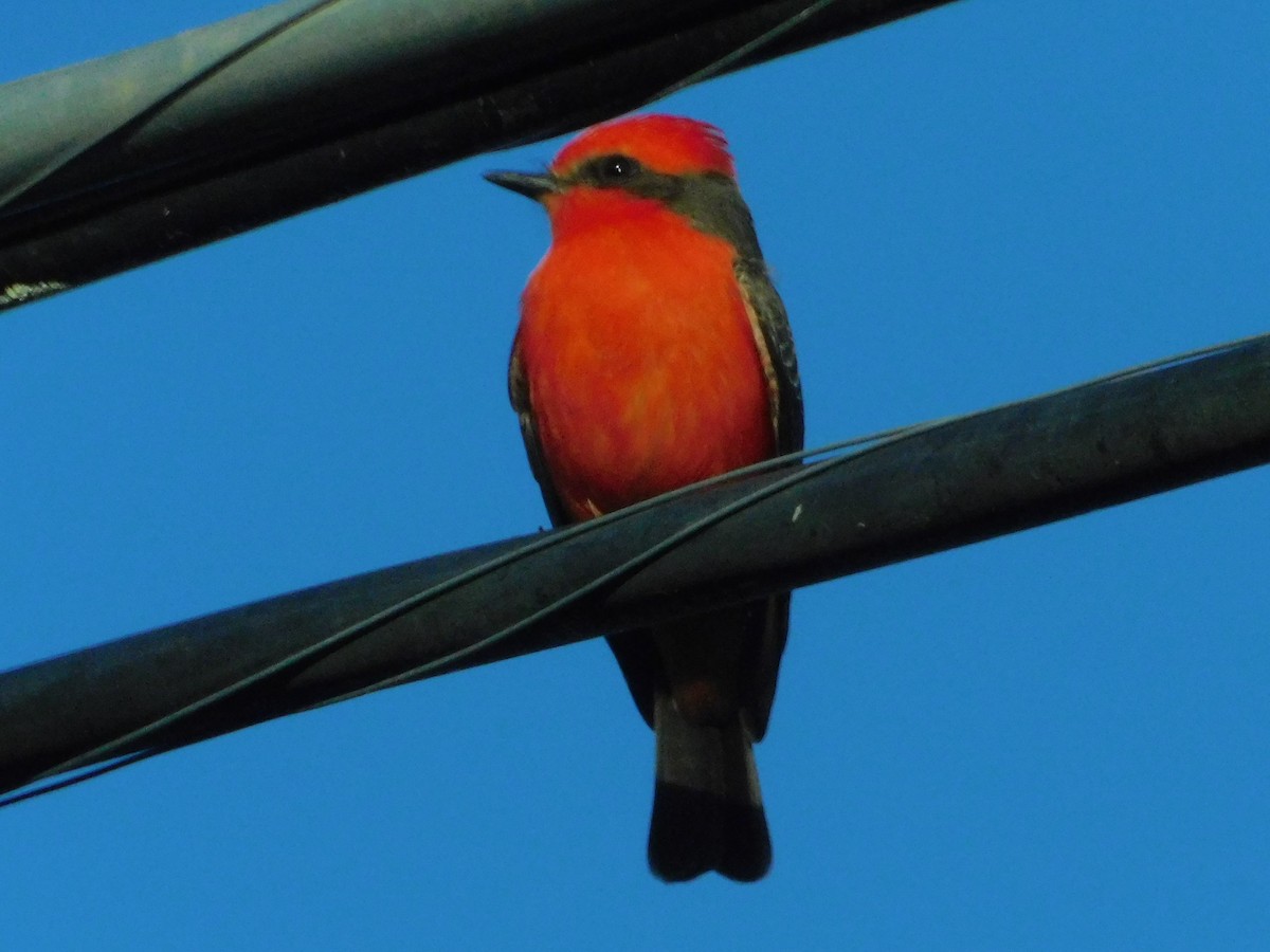 Vermilion Flycatcher - ML202892441