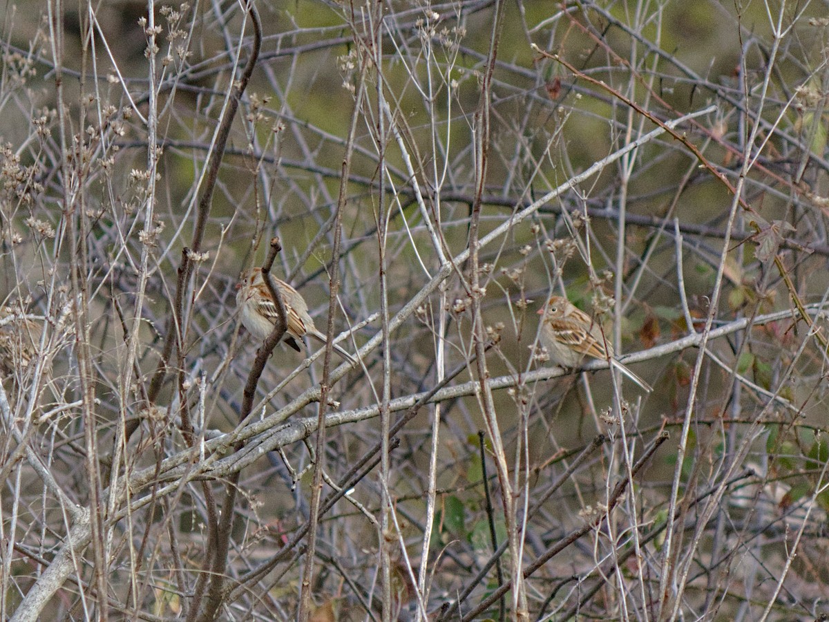 Field Sparrow - ML202892671