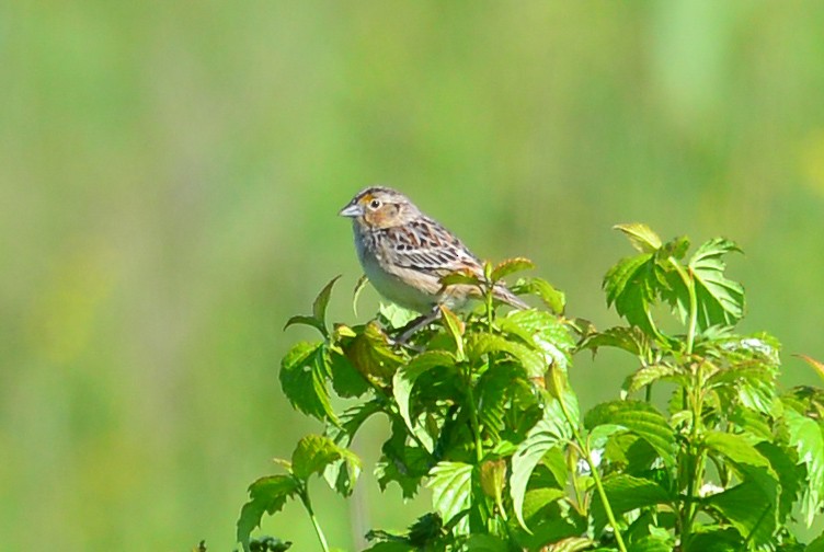 Grasshopper Sparrow - George Chiu