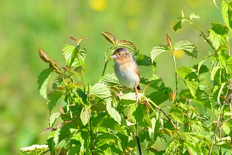 Grasshopper Sparrow - George Chiu