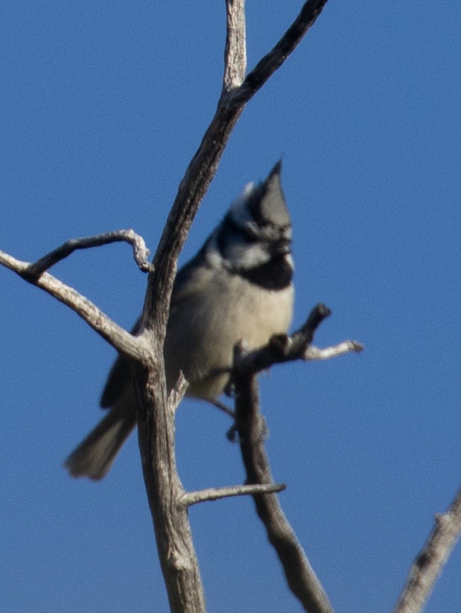 Bridled Titmouse - ML202892851
