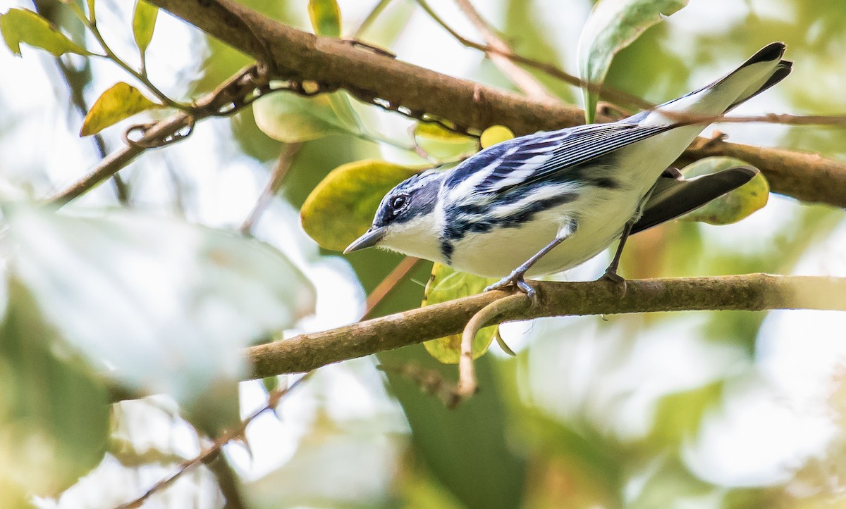 Cerulean Warbler - ML202894061