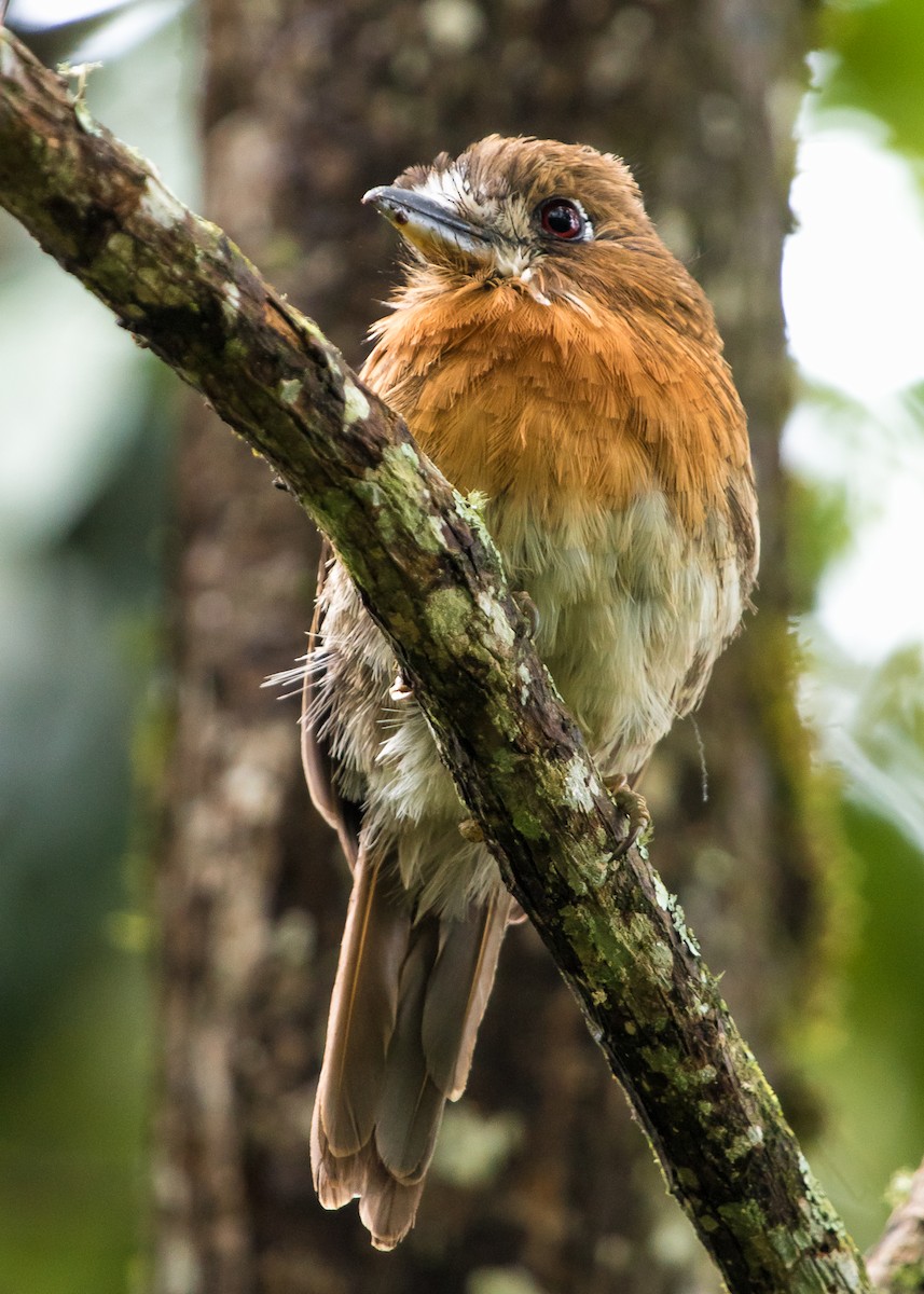 Moustached Puffbird - ML202894501