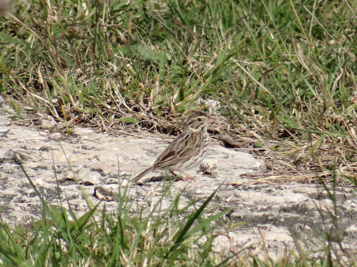 Savannah Sparrow - ML202894791
