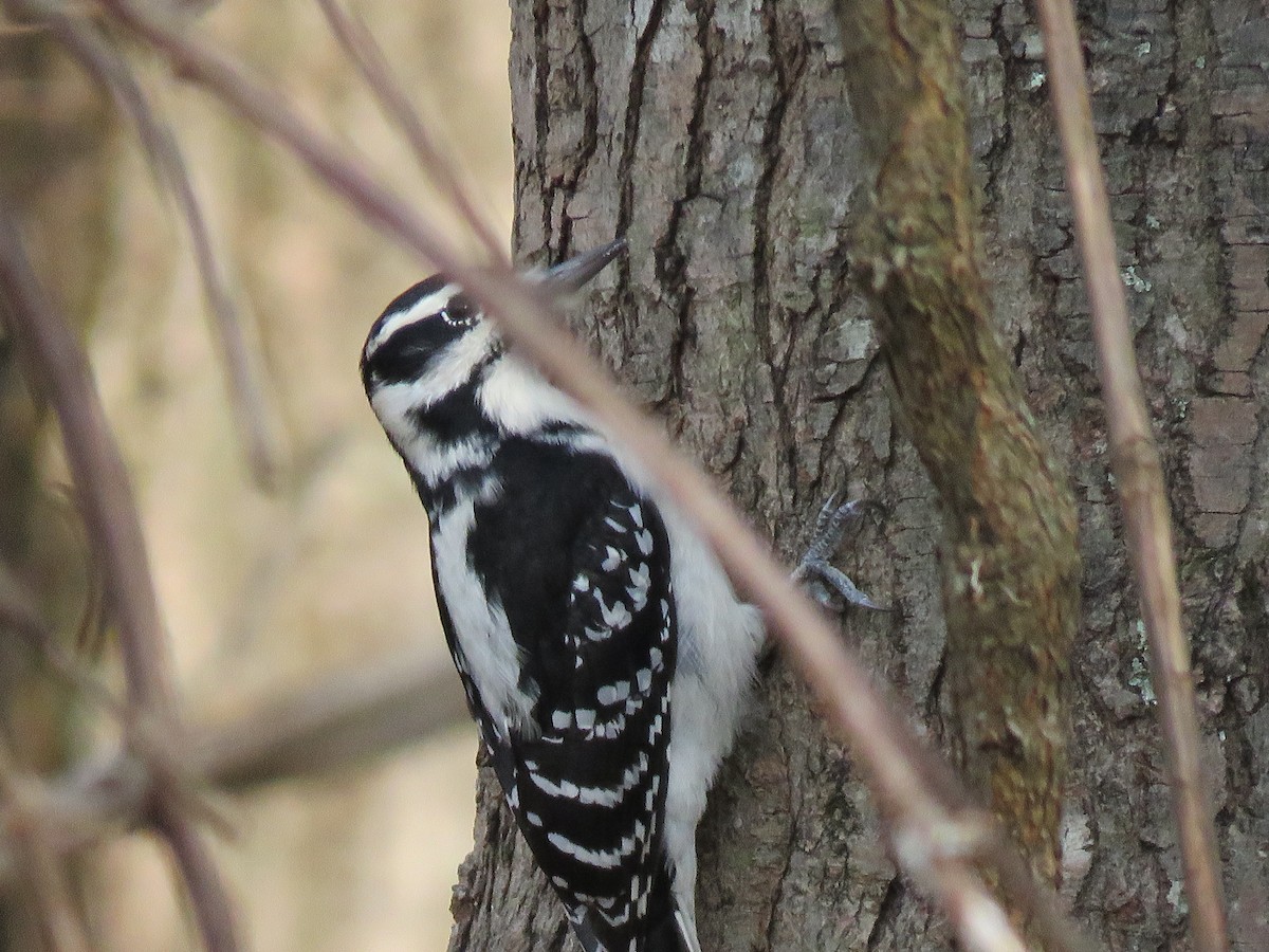 Hairy Woodpecker - ML202895261