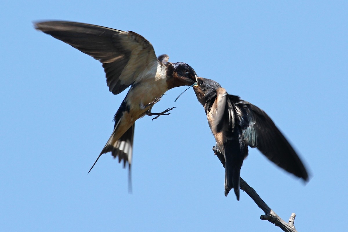 Barn Swallow - Daniel Tinoco