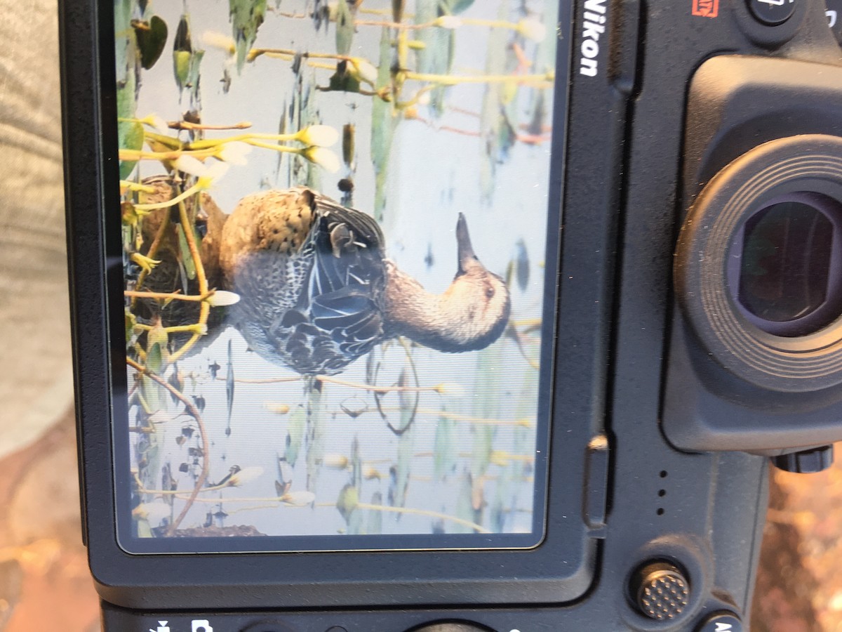 Garganey - Shashikant S. Naik