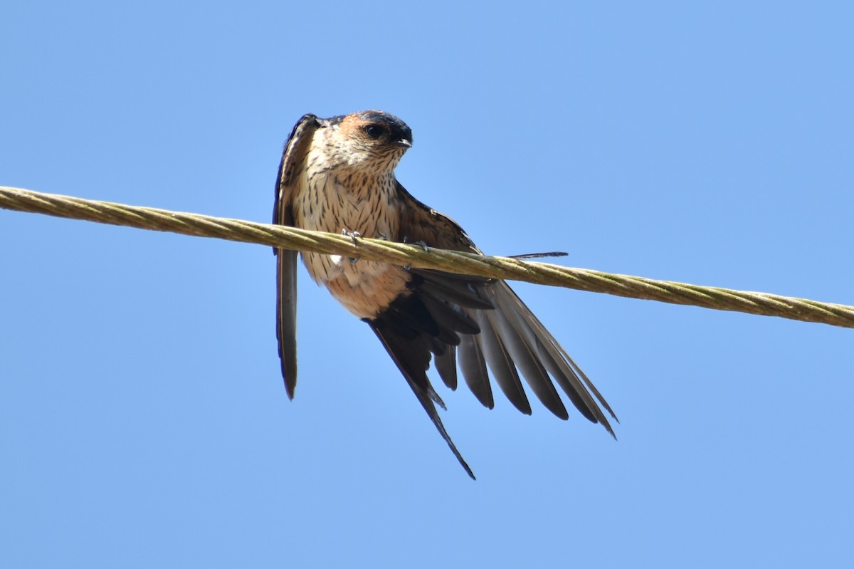 Red-rumped Swallow - ML202898781