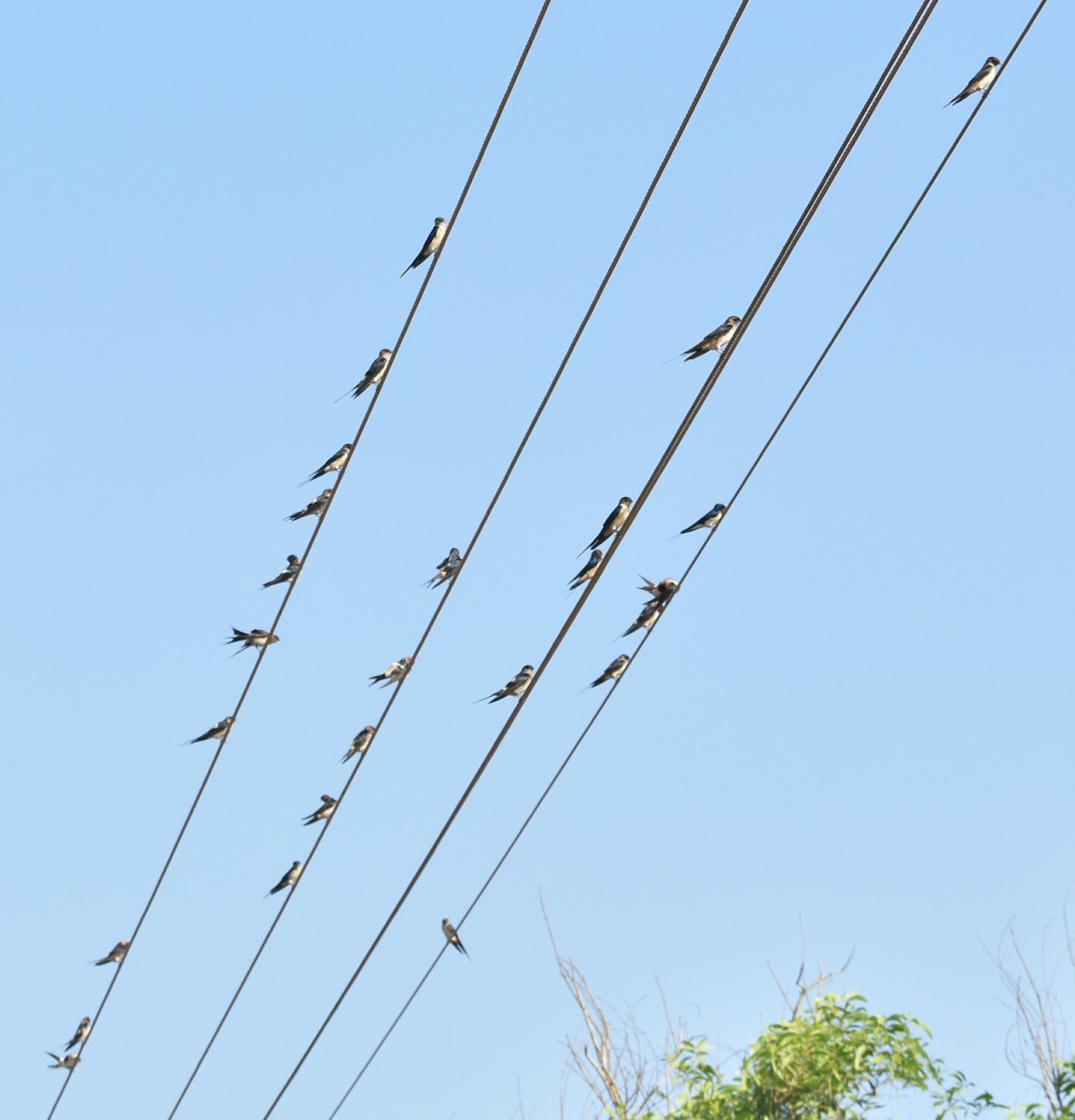 Red-rumped Swallow - ML202898801