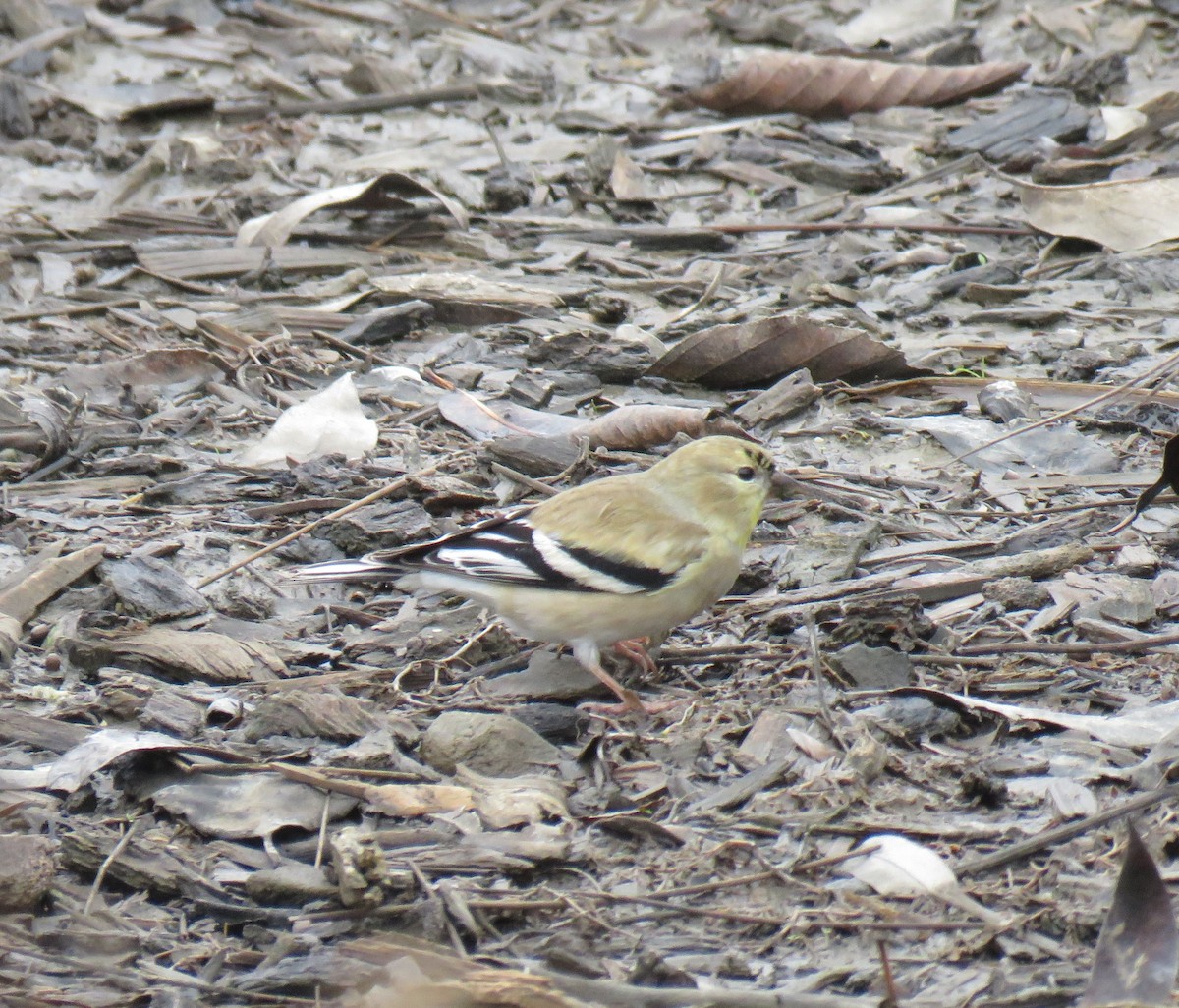 Chardonneret jaune - ML202899151