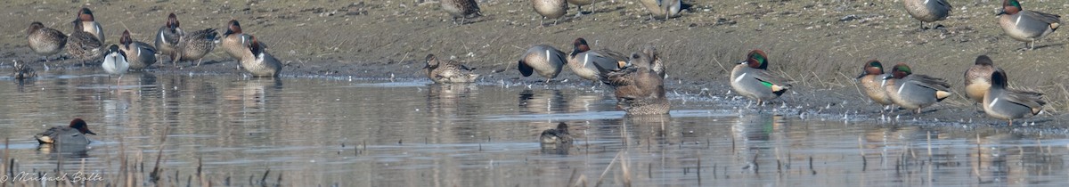 Green-winged Teal - ML202899531