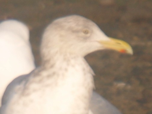 Herring x Glaucous-winged Gull (hybrid) - ML202901371