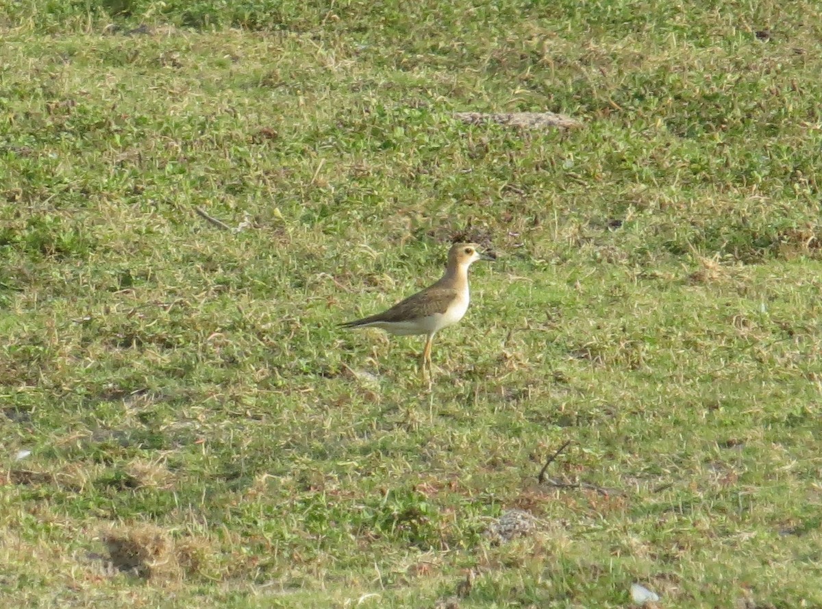 Oriental Plover - ML20290371