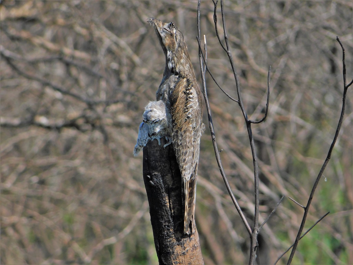 Common Potoo - ML202904931