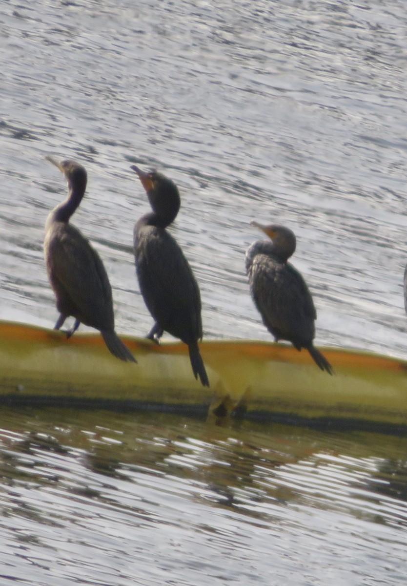 Double-crested Cormorant - ML202906381