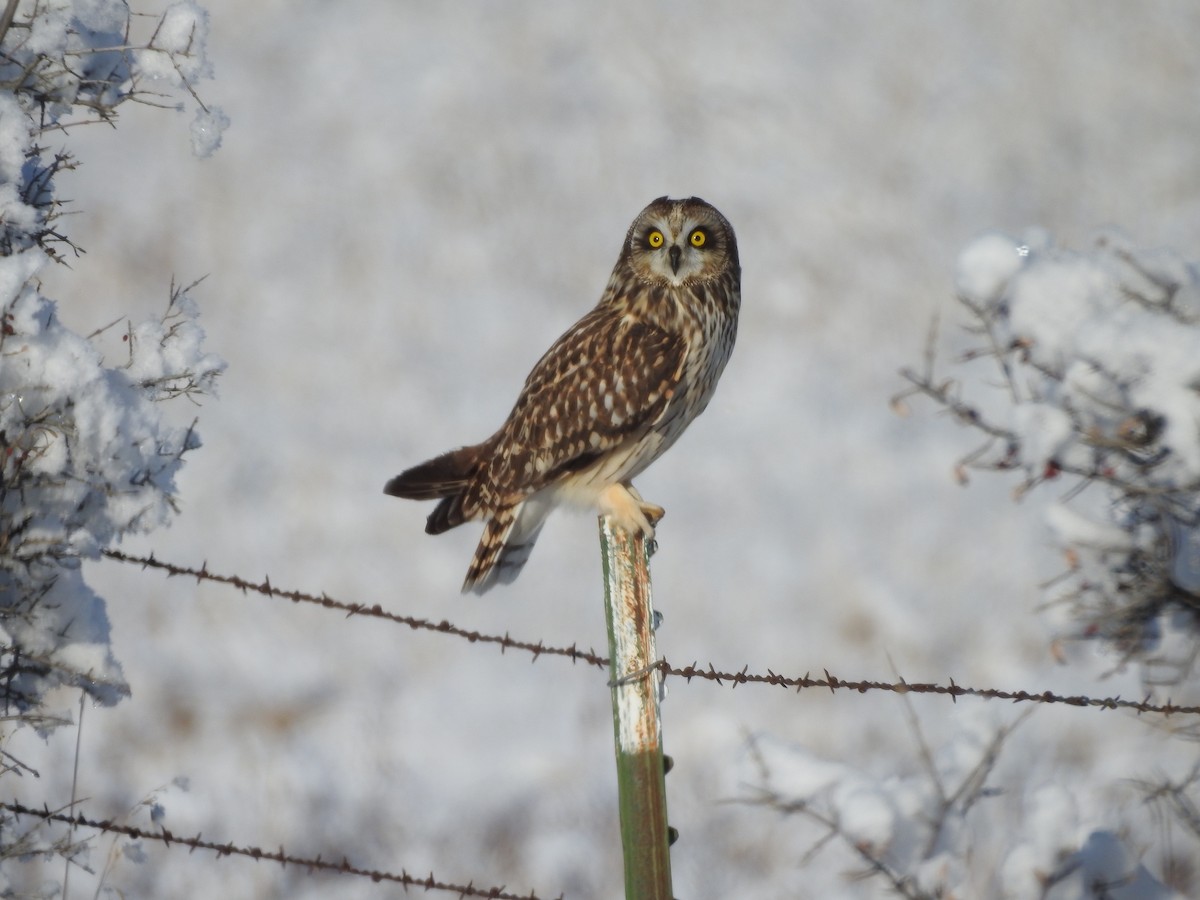 Short-eared Owl - ML202907001