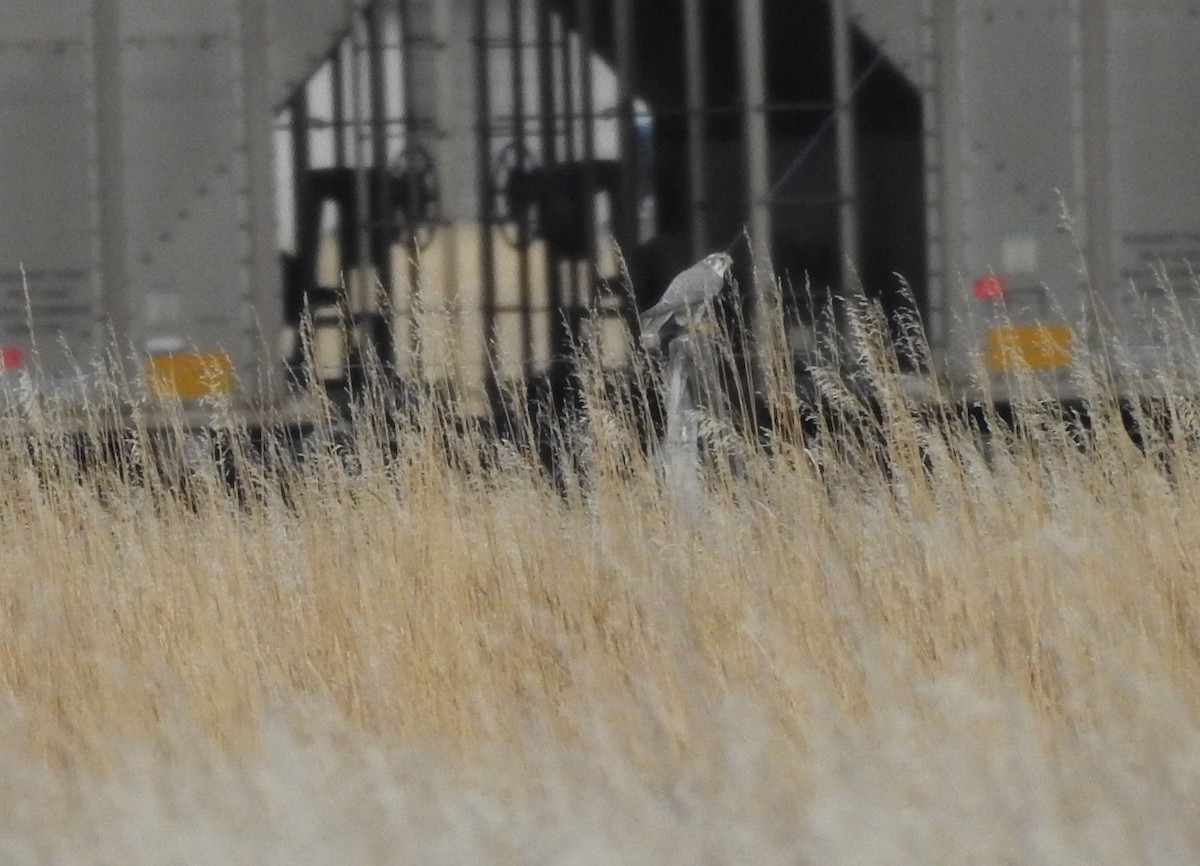 Prairie Falcon - ML202907571