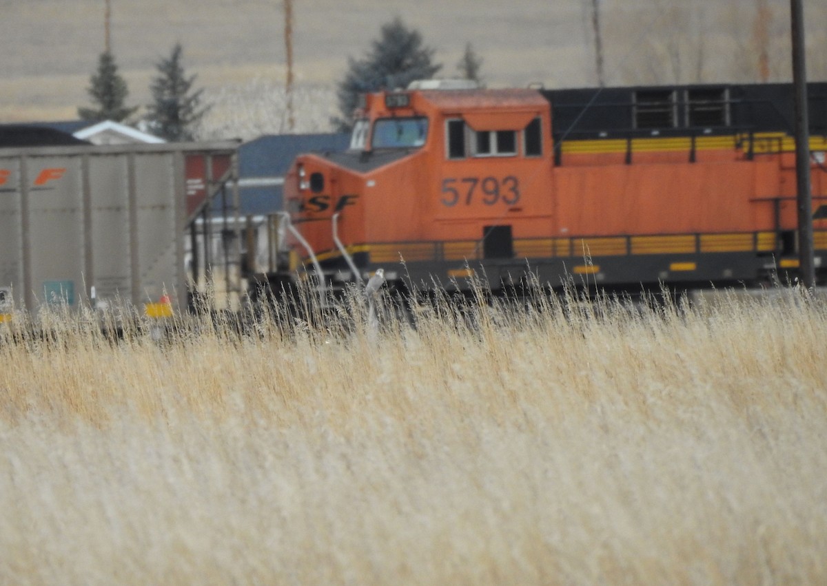 Prairie Falcon - ML202907581