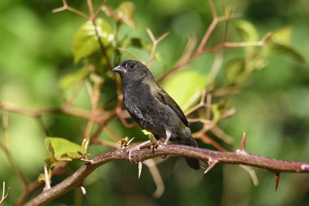 Black-faced Grassquit - ML202908601