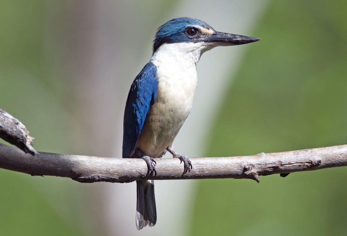 Sacred Kingfisher - ML202908761