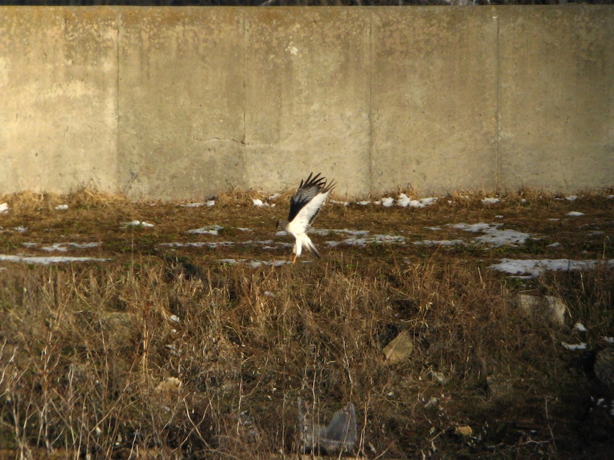 Northern Harrier - ML202909161