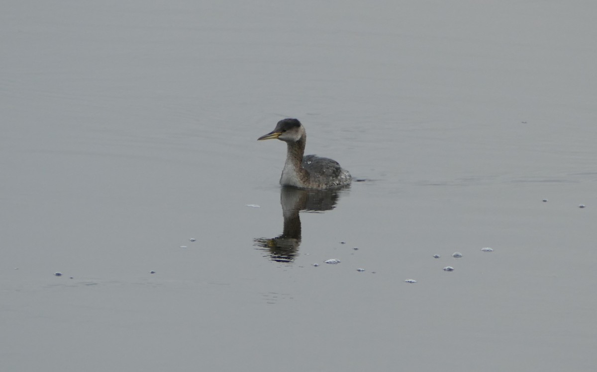 Red-necked Grebe - Wink Gross